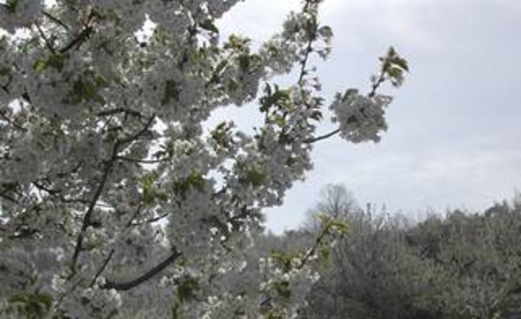 La floracin en el Valle del Jerte anuncia las mejores cerezas 