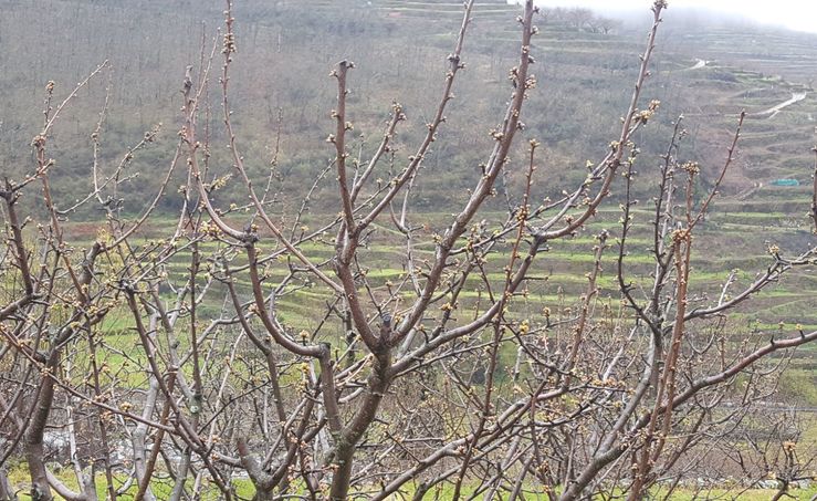 Nieve no afecta de momento a los cerezos aunque retrasa la floracin en el Valle del Jerte
