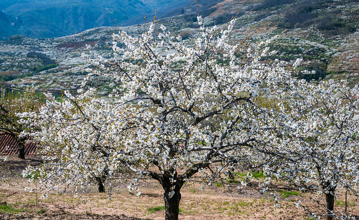 Comienza la floracin de los cerezos en el Valle del Jerte