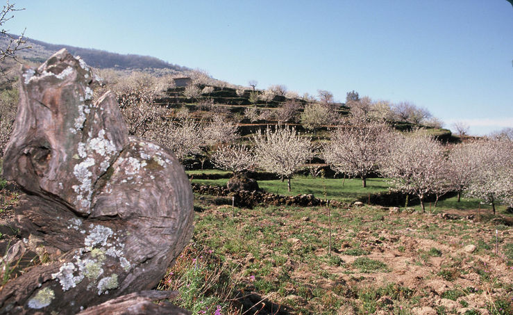 La floracin en el Valle del Jerte anuncia que en pocas semanas llegarn cerezas y picotas