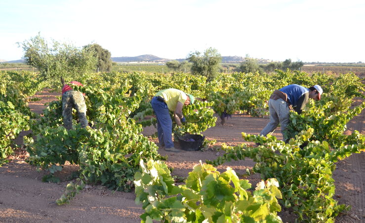 Monago pide a Vara que se implique en la defensa sector vitivincola