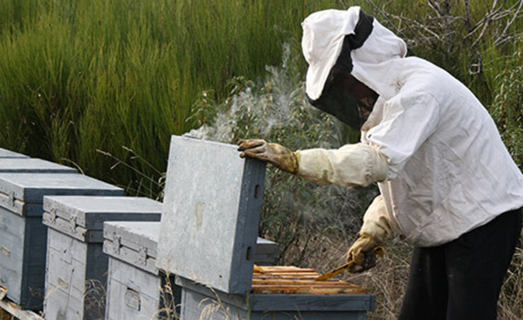 Los apicultores extremeos piden medidas contra el abejaruco