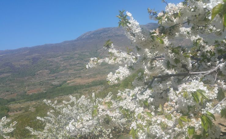 La floracin de los cerezos del Valle del Jerte comenzar a mediados de esta semana 