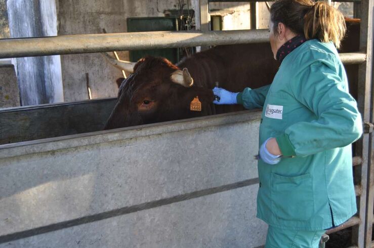 La Junta mantiene un seguimiento sobre las explotaciones afectadas por brucelosis