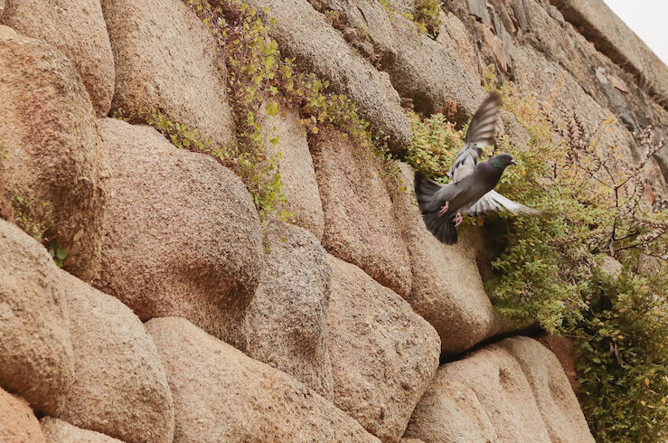 AA.VV. La Antigua de Mérida elogia la decisión del Ayuntamiento para controlar las palomas