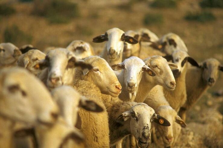 600.000 euros en subvenciones para vacunación voluntaria ovinos frente a la lengua azul