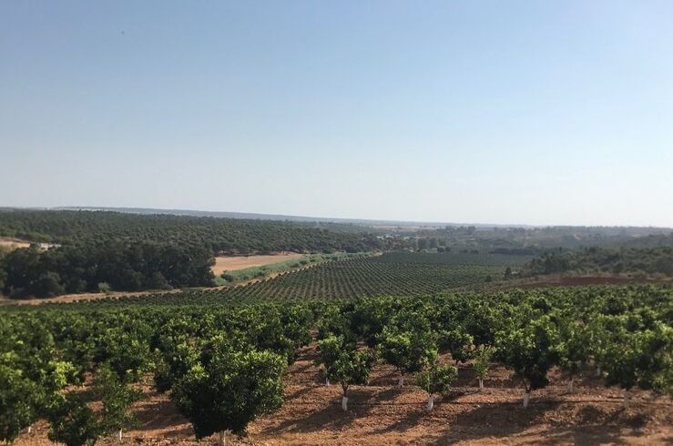 Regadío Tierra de Barros contará con 20 millones y comunidades de regantes, 15 millones