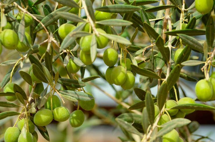 La Unión denunciará contratos de aceituna de mesa con precios que no cubran costes reales 