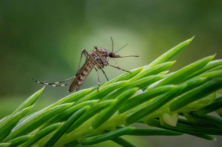 El SES confirma un nuevo caso de fiebre del Nilo Occidental en Extremadura