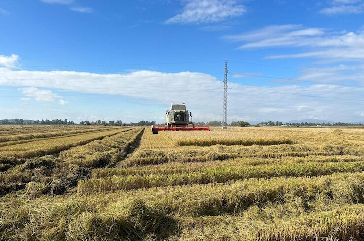 El sector arrocero extremeño lamenta la 