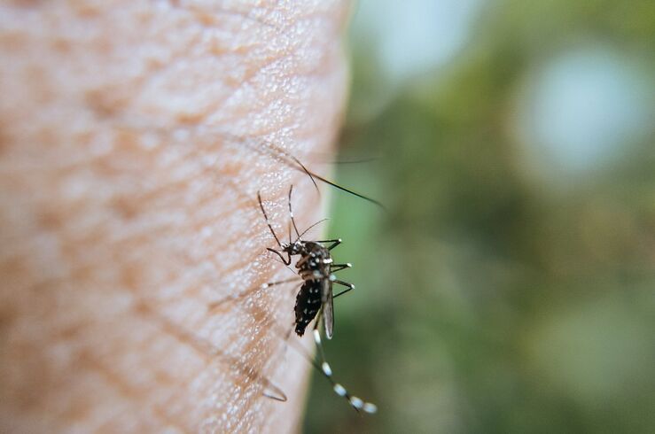 El SES confirma un nuevo caso de fiebre del Nilo Occidental en Extremadura