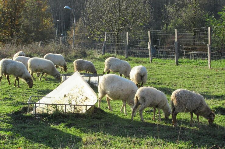 Consejero de Agricultura niega se haya quitado gratuidad de vacunas frente a lengua azul