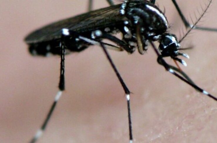 El SES confirma el cuarto caso de fiebre del Nilo Occidental en Extremadura