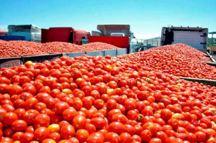 Cooperativas Agro-alimentarias Extremadura estima pérdidas del 10% en la producción tomate