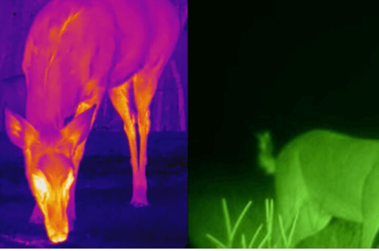 Monfragüe Natural Ecoturismo lanza “Ojos en la Noche”  con tecnología térmica y nocturna