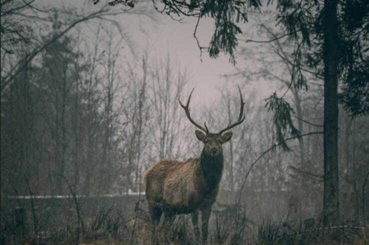 Tertulia cinegética divulgativa de la campeona de caza Ana Mª Verdasco Alfonso en Badajoz 