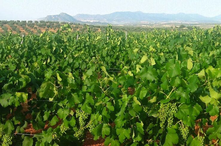 Convocado I Premio Nacional de Periodismo Ruta del Vino y Cava Ribera del Guadiana