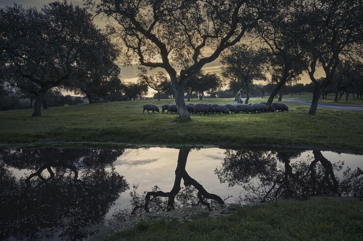 La montanera 2025/2026 crece 3% y rompe 