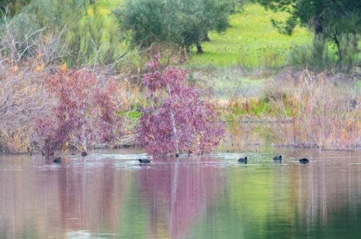 SEO/Birdlife alerta del declive de aves acuáticas invernantes en Extremadura