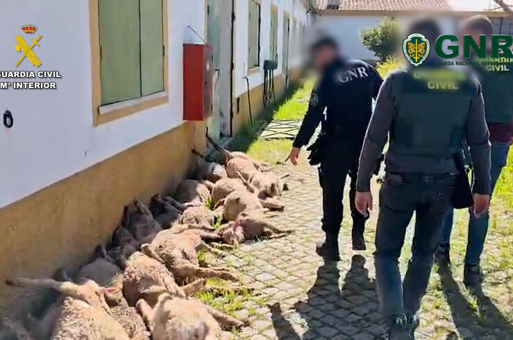 Detenidos los integrantes de un grupo delictivo transfronterizo dedicado al robo de ganado