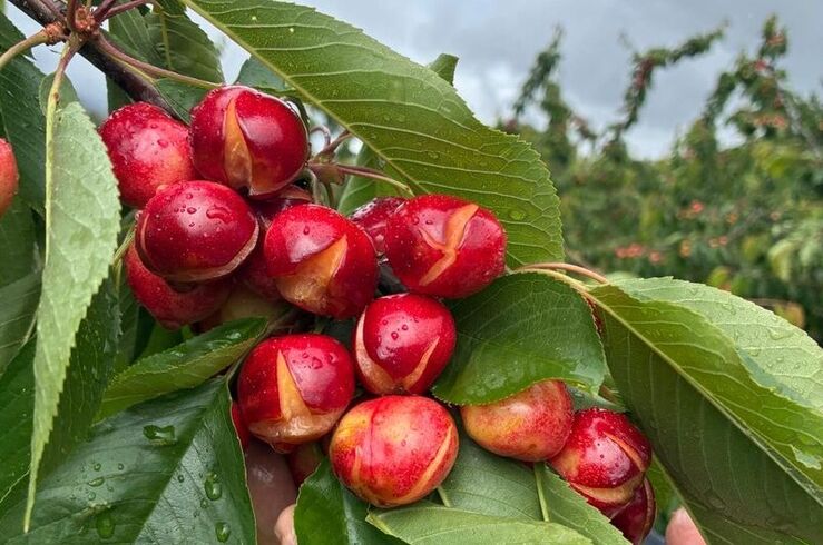 Agricultura pondrá ayudas para cereceros 