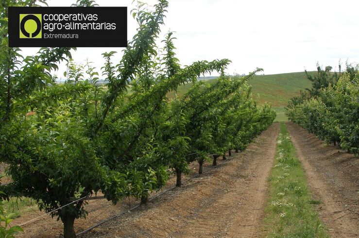 Cooperativas prevé producción superior a 266.000 toneladas en esta campaña fruta de hueso
