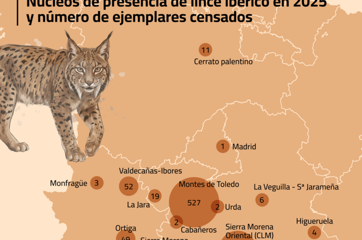La población de lince ibérico alcanzó su nuevo máximo con 2.663 ejemplares en 2025