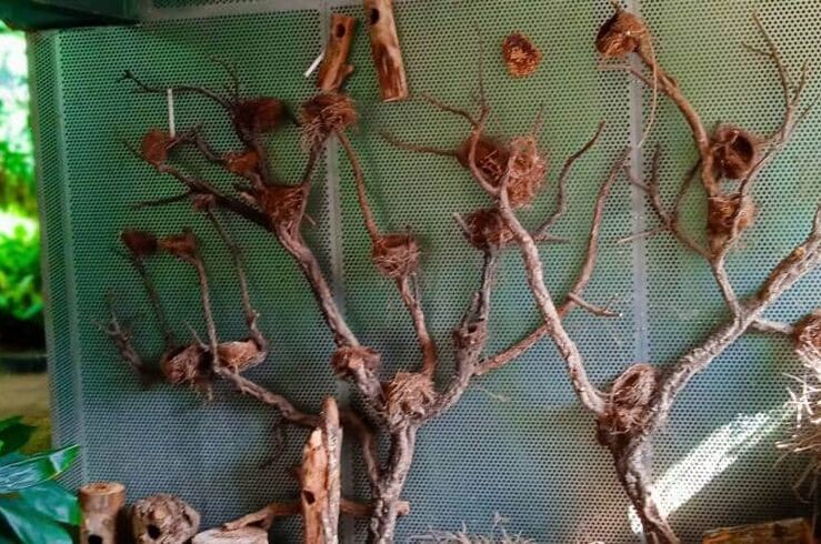 Ecologistas en Acción pide que se reabra la Estufa Fría del Parque del Príncipe de Cáceres