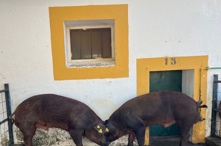 El Censyra subasta 29 sementales porcinos Duroc con un precio de salida de 700 euros 