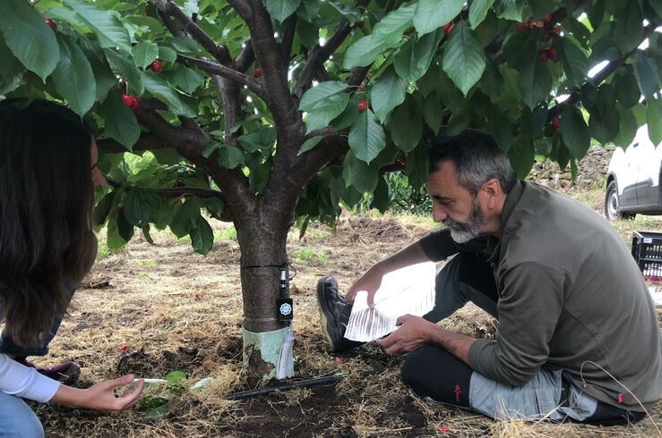 El cultivo del cerezo en el Jerte requiere riego diferenciado en función de la altitud