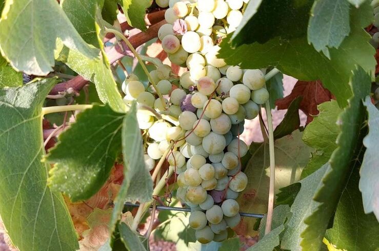Clygal pide a productores de Tierra de Barros que exijan precio para uva cava ajustado