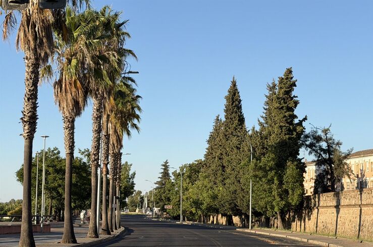 PSOE pide al Ayuntamiento Badajoz que aclare futuro de palmeras carretera Circunvalación