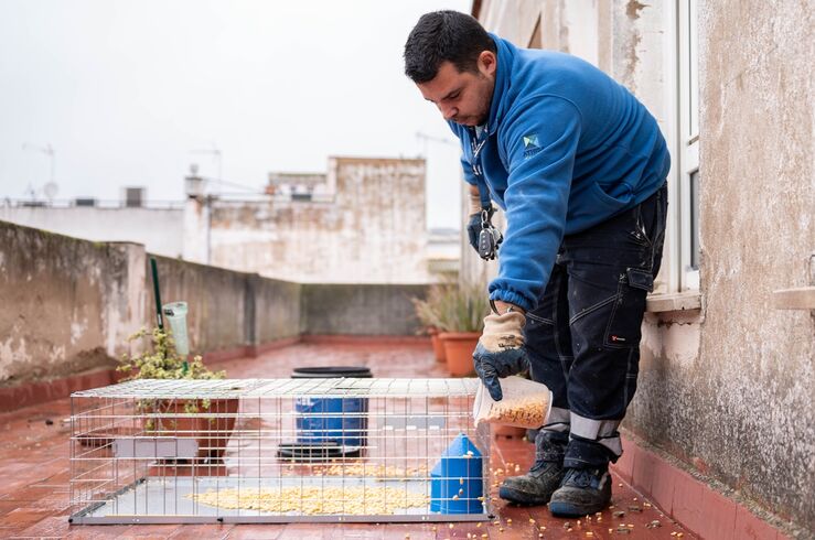 Ayuntamiento de Mérida licita instalación de 50 jaulas para controlar población de palomas