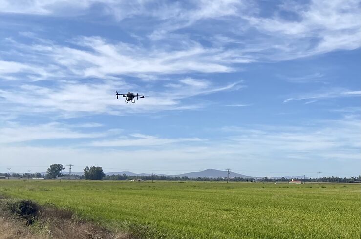 La Junta inicia el tratamiento fitosanitario para el control de la pudenta del arroz
