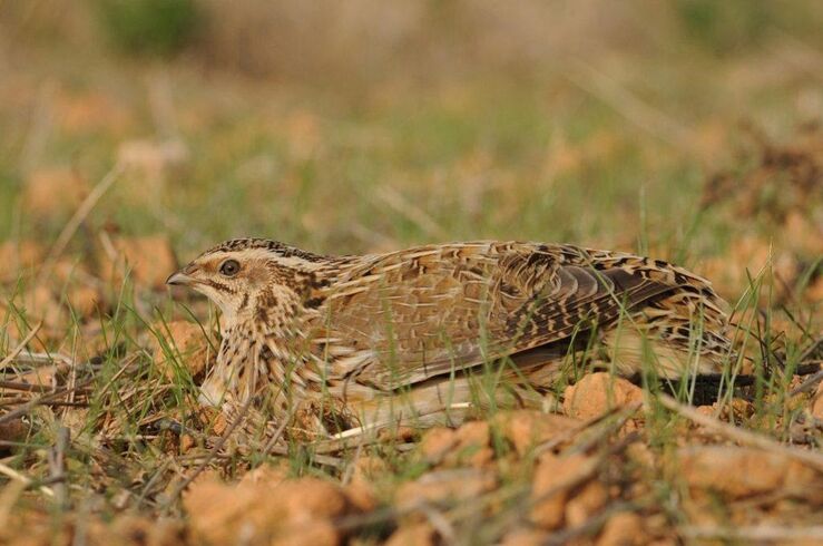 SEO/BirdLife pide a regiones suspender caza especies en declive durante la media veda