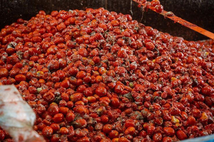 La Tomatina de Buñol contará con 150.000 kilos de tomates de cultivos de Badajoz