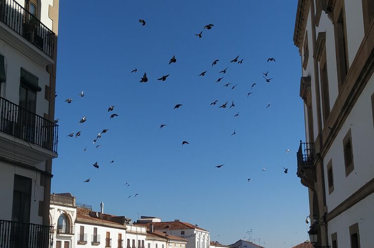Cáceres contratará empresa especializada para el control de las palomas en el casco urbano