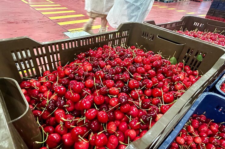 Extremadura eleva las ayudas a los seguros agrarios en 2026