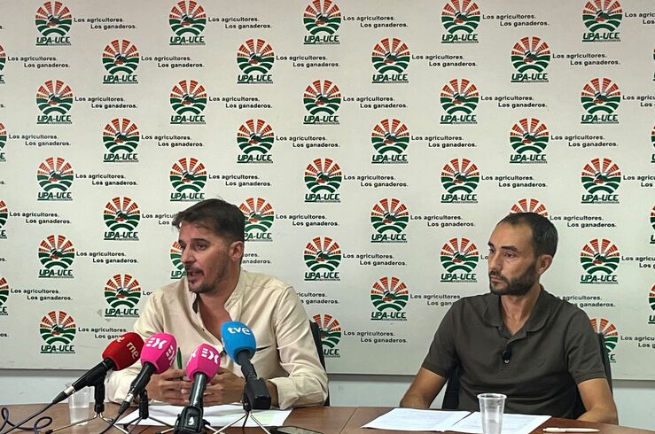UPA-UCE urge a la Junta que actúe ante la situación de la aceituna de mesa manzanilla