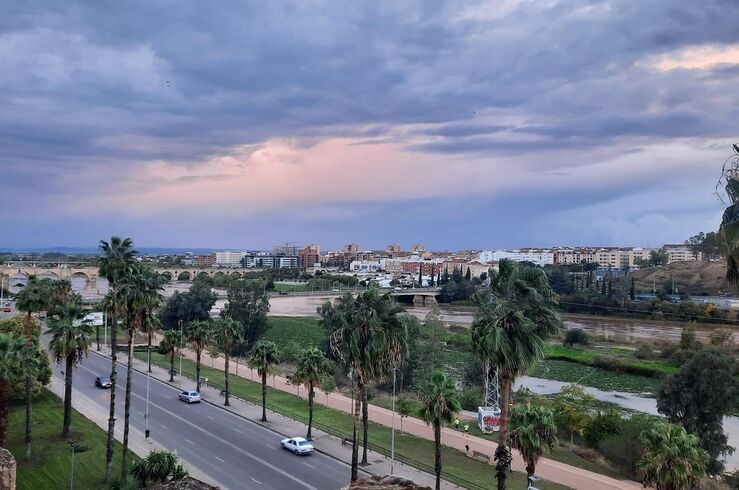 Ayuntamiento de Badajoz licita la reposición de nuevas palmeras por 102.298,66 euros