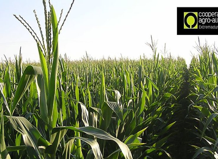 Cooperativas Agroalimentarias Extremadura estima cosecha de cereales de 923981 toneladas