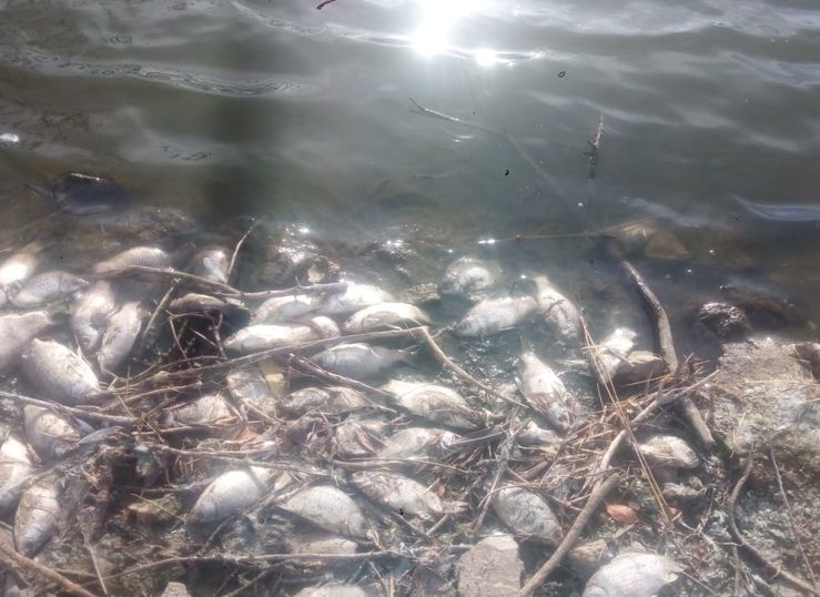 Ecologistas en Accin denuncia aparicin de miles de peces muertos en presa de Villalba