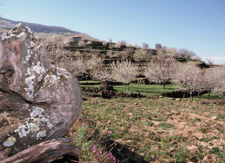 Fiesta del Cerezo en Flor en el Valle del Jerte se celebrar del 17 marzo al 30 de abril