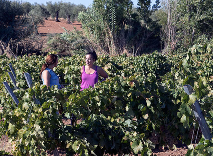 UPAUCE pide a Junta convocar una mesa del sector de la uva 