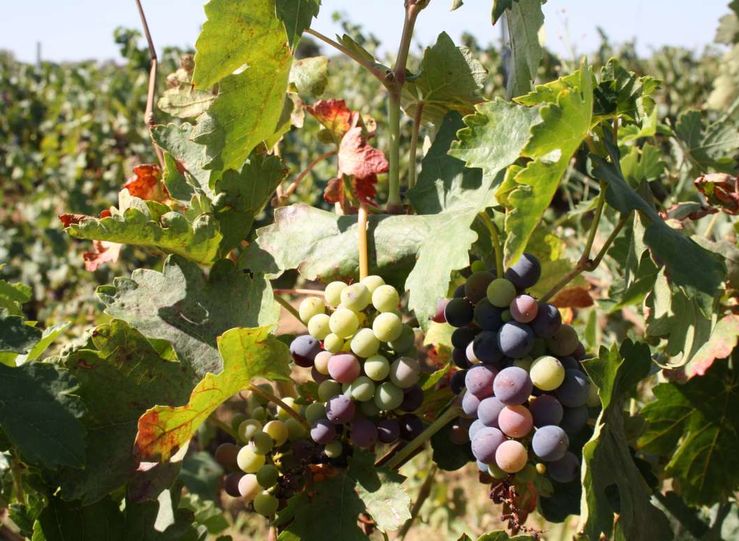 APAG Extremadura Asaja critica que an no conocen los precios de la uva de esta campaa