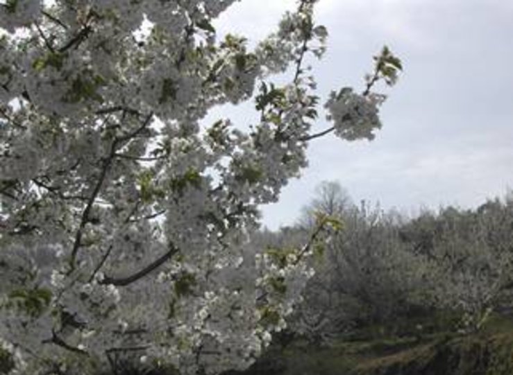 Dos millones de cerezos del Valle del Jerte permanecern en flor hasta principios de abril