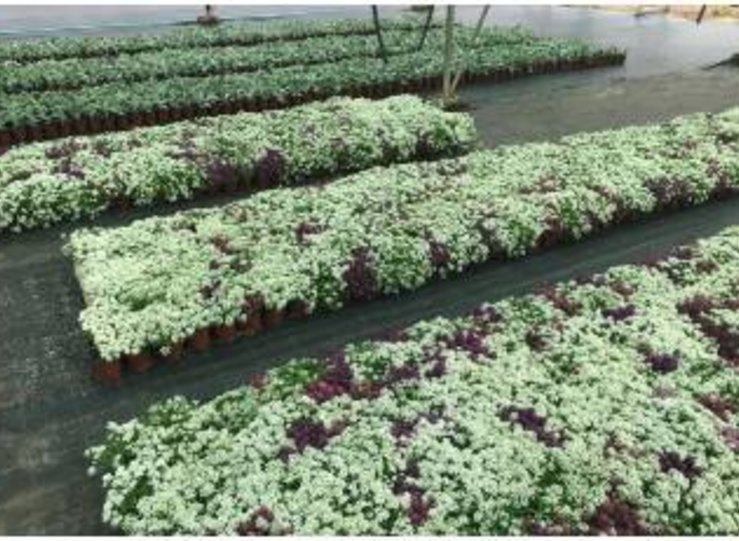 La Diputacin de Cceres entrega 25000 plantas ornamentales a 109 municipios