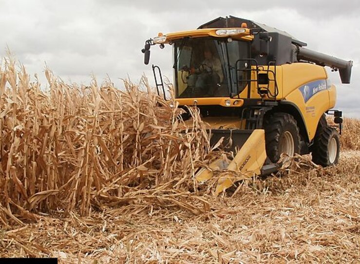 Cooperativas estima una cosecha de cereales de 1373045 toneladas en Extremadura