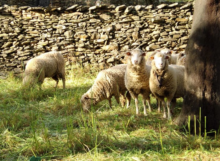 UPAUCE reclama que futura PAC priorice al sector del ovino ante cada consumo interno
