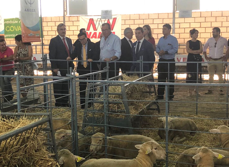 Junta otorga ms de 800000 euros a tres proyectos de investigacin del sector ovino